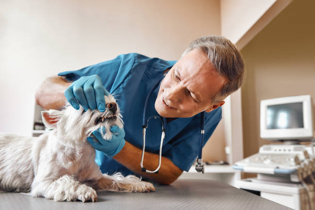 Reliable WY Emergency Dental Service Solutions